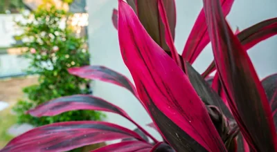 Ozzy villa phangan – Photos 14